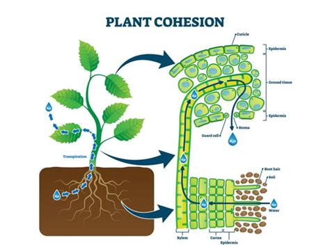 Mechanism of water transportation in plants — lesson. Science CBSE ...