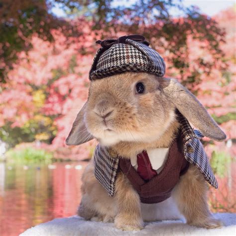 Little Bunny PuiPui Wears Adorably Distinguished Costumes Made For Him by His Human