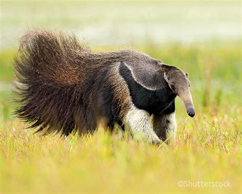 Giant Anteater: Species in World Land Trust reserves