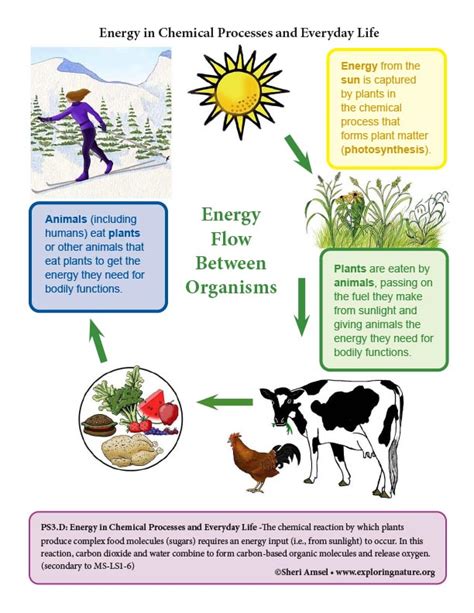 Energy in Chemical Processes and Everyday Life - Reading and Diagrams ...