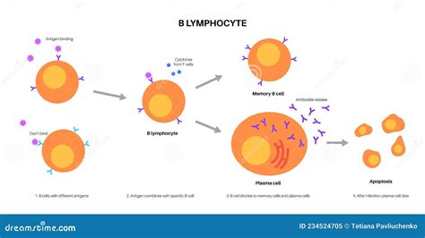 B cell activation stock vector. Illustration of structure - 234524705