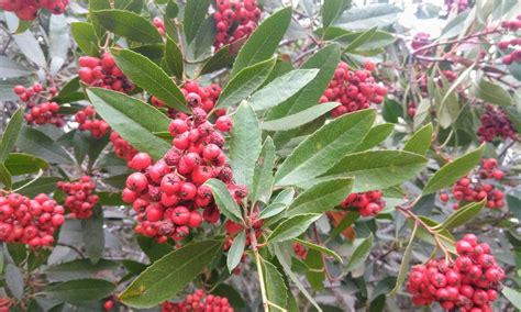 toyon – I Love Griffith Park