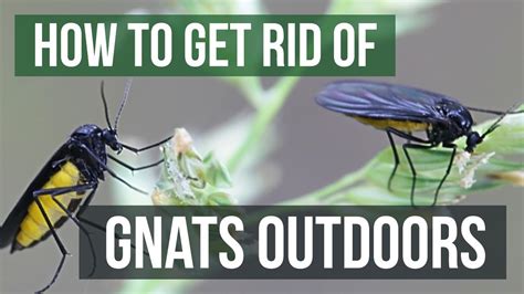 How to Get Rid of Gnats Outdoors (4 Easy Steps) - YouTube