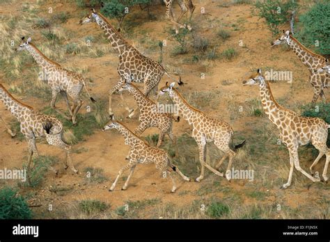 Giraffe herd aerial view hi-res stock photography and images - Alamy