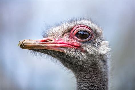 "Ostrich Head" Images – Browse 1,082 Stock Photos, Vectors, and Video ...