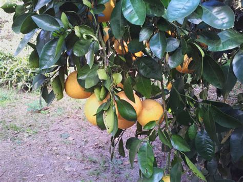 Growing fruit trees from seed: a success story | The Survival Gardener