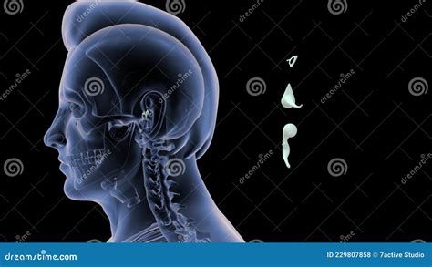 Location of Malleus, Incus Stapes in Human Stock Illustration - Illustration of stirrup ...