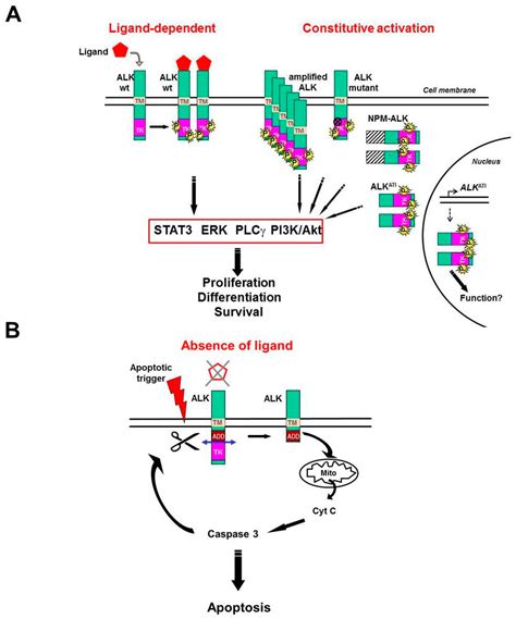 Cancers | Free Full-Text | Targeting ALK in Cancer: Therapeutic ...