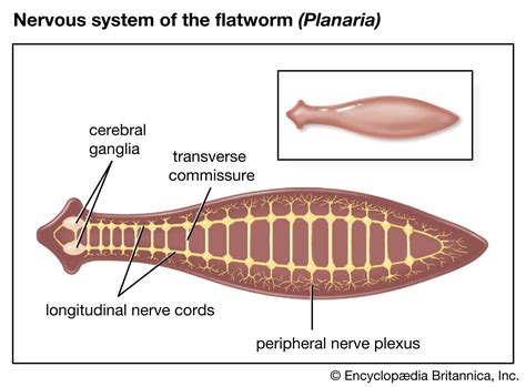 Flatworm Anatomy