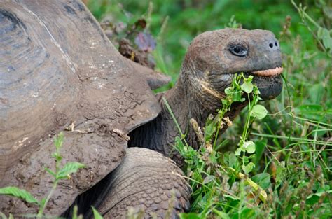 Giant Tortoise Conservation in the Galapagos Islands | Ever In Transit