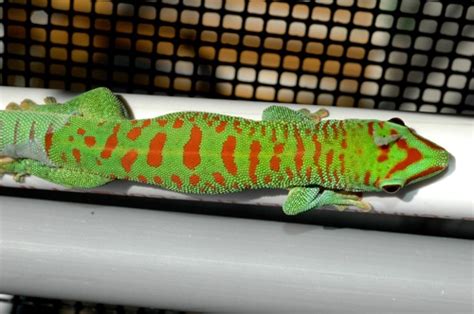 Giant Day Gecko Care Sheet - Reptiles Magazine