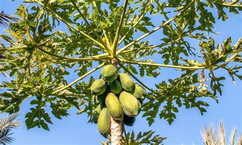 Papaya | Características, fruto, propiedades y beneficios | Planta y fruta