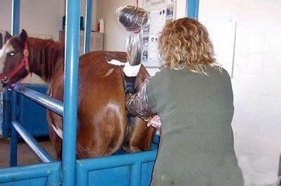 Beauty of Horse Breeding Artificial Insemination - Pix Magazine