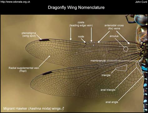 Dragonfly-Wing-Nomenclature – Odo-nutters