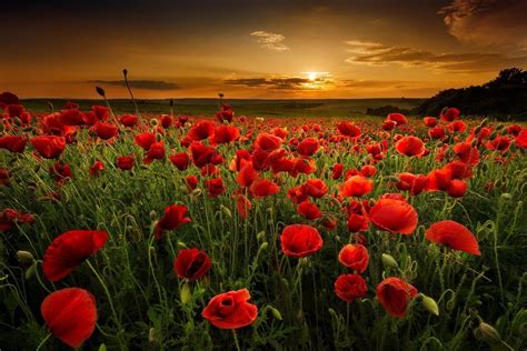 Anzac-Day-Poppies-Open-Graph - The Big Smoke