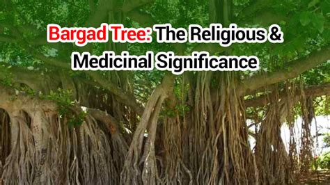 Bargad Tree: The Benefactor Of Peace, Prosperity & Health!