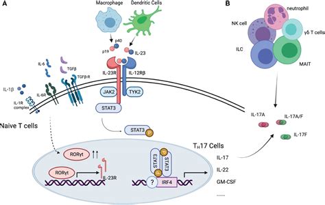 Interleukin 6 Signaling Pathway