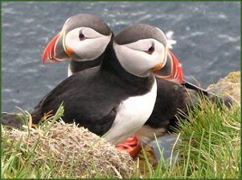 Puffin Island, Anglesey - An illustrated guide to Snowdonia National Park