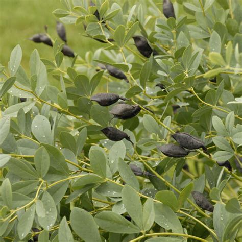 Baptisia 'australis' for sale | Shop Stuart's – Stuart's Landscaping & Garden Center, Inc.