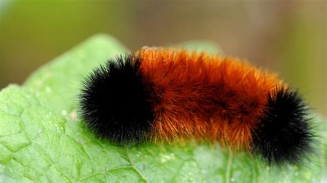 Wisconsin's first snow: Can woolly bear caterpillar predict weather?