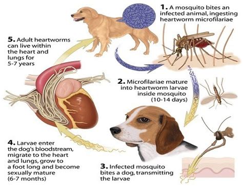 Heartworm Disease in Dogs – Prevention and Cure|Hellow dog