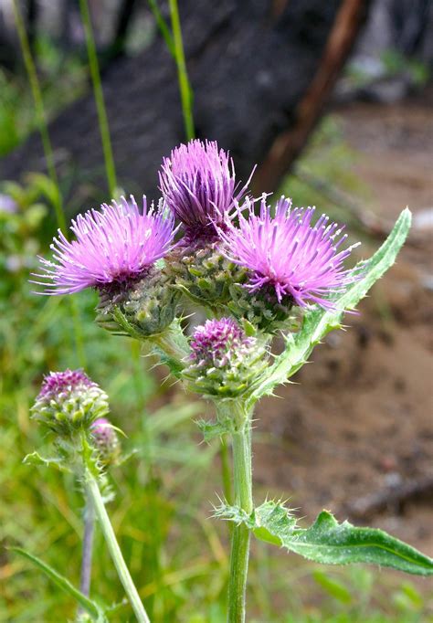 Think twice before killing those thistles: Thistle Identification - WeedWise Program