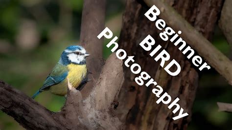 Bird Photography | Tips and Tricks for Great Results - YouTube