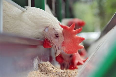 Chicken Feed Pellets