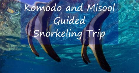 Key Largo Snorkeling - The Best Spots And How To Get To Them