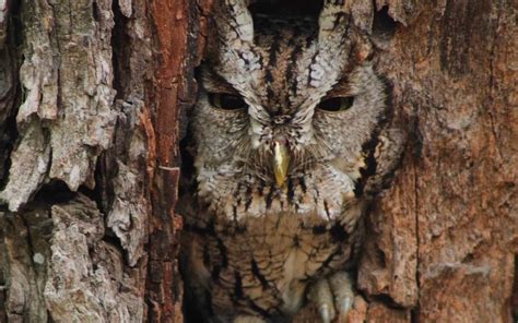 Eastern Screech-Owl Camouflage | Bird Academy • The Cornell Lab