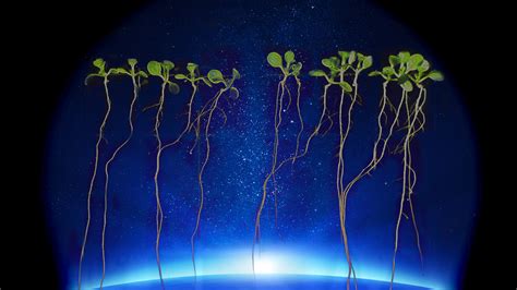 Plants in Space! - Science Friday