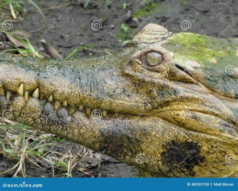 The Evil Eye - Scary Alligator Crocodile Eyeball Closeup Stock Photo - Image: 48355750