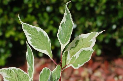 Variegated Leaves: Pictures of Bi-Colored Plants