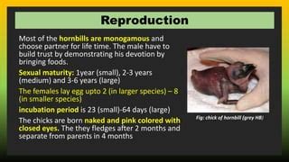 Details about Hornbill bird. | PPT