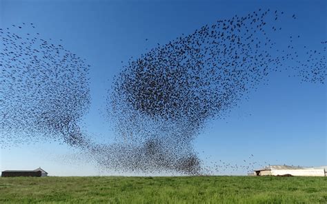 What we can learn from a flock of starlings