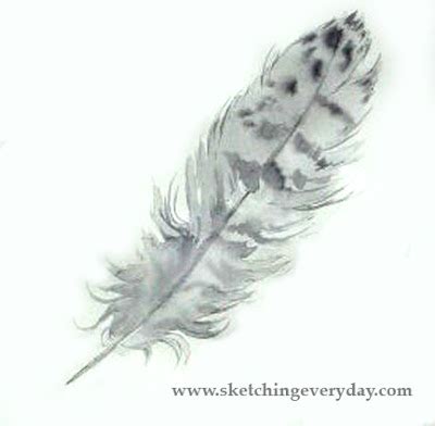 *Drawing Everyday*: Hawk Feather