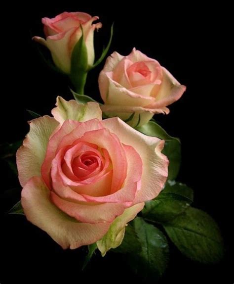 Pin on névnapi virágok | Beautiful rose flowers, Beautiful flowers ...