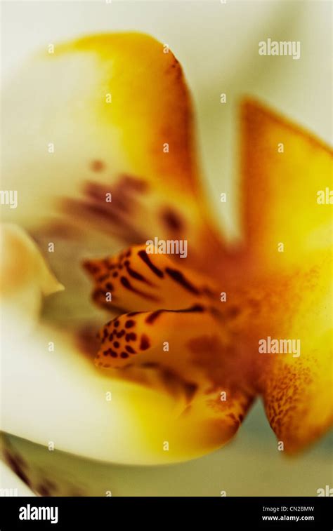 Closeup of an orchid flower Stock Photo - Alamy