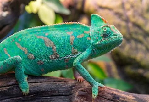 Interesting Information & Facts About Chameleon for Children