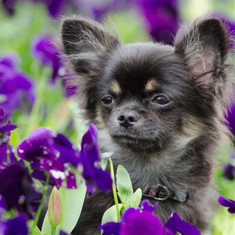 39 Chihuahua Colors & Patterns - SpiritDog Training