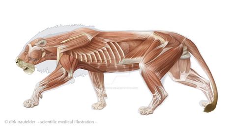 lion anatomy 3 by DirkTraufelder on DeviantArt