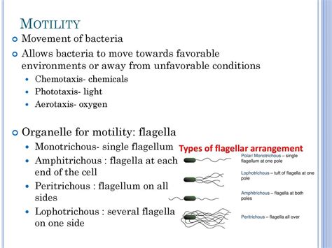 Darkfield and Phase Contrast Microscopy - ppt download