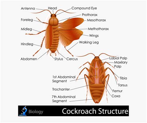 External Anatomy Of Cockroach, HD Png Download - kindpng