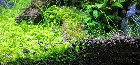 Mastering Aquarium Substrate | Tropical Fish Hobbyist Magazine