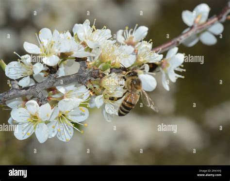 Honey bee on spring flowers Stock Photo - Alamy