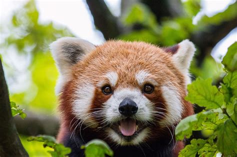 Red Panda Facts, Pictures & Information. The Panda That Isn't A Panda!