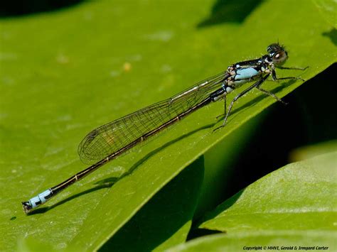 Damselfly