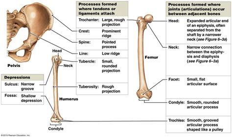 A series of three bones showing the basic bone markings. | Basic ...