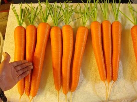 Exhibition long show carrot growing attempt | Growing carrots, Carrot growing, Organic gardening ...