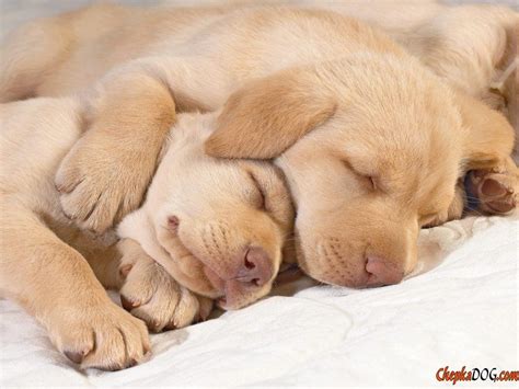 Pictures of sleeping dogs photo | Animal hugs, Sleeping puppies ...